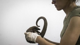 FOTO: Melawan Pembunuhan Tenggiling di Liberia