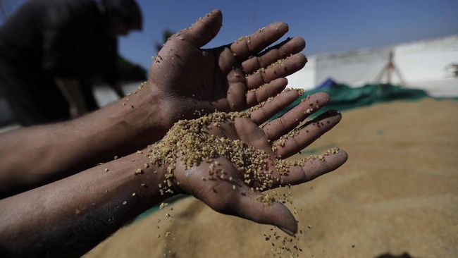 Harga gandum terpantau turun 0,11 persen menjadi US$1,177 per gantang setelah Pemerintah India menerbitkan larangan ekspor.