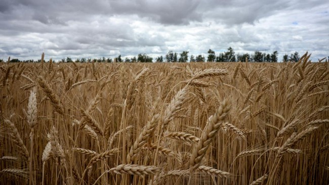 Harga gandum, jagung, dan kedelai naik setelah Rusia memutuskan keluar dari perjanjian ekspor biji-bijian Ukraina lewat Laut Hitam.