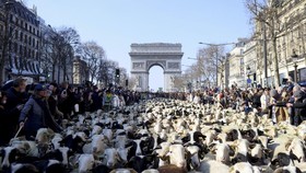 FOTO: Kala Ribuan Domba Pawai Memenuhi Jalanan Paris
