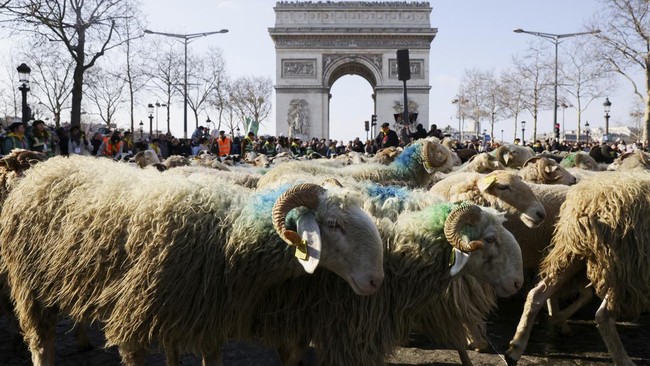 FOTO: Kala Ribuan Domba Pawai Memenuhi Jalanan Paris