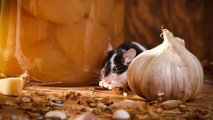 Small mouse eating something in basement.