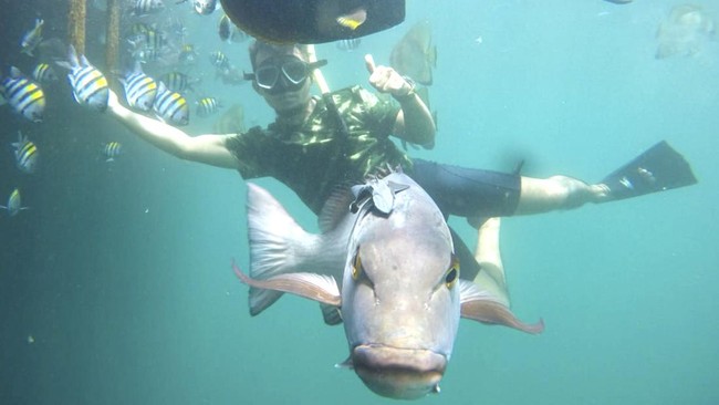 FOTO: Menyelami Keindahan Biota Laut Pantai Bangsring Banyuwangi
