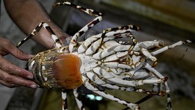Turis Ini Beli Lobster Rp3,3 Juta di Restoran, Lalu Dilepas ke Laut