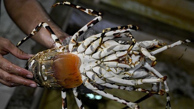 The Touching Act of a Swiss Tourist: Buying and Releasing a Lobster in Sardinia