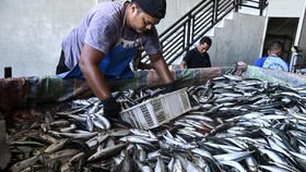 FOTO: Perkembangan Sektor Kelautan Aceh dari Tahun ke Tahun
