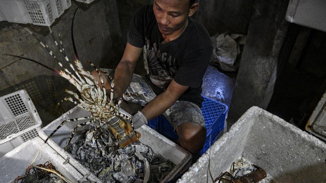 Wacana Menteri KKP Sakti Wahyu Trenggono membuka kembali rencana ekspor benih lobster bertentangan dengan hilirisasi laut Jokowi.