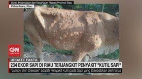 VIDEO: 234 Ekor Sapi di Riau Terjangkit Penyakit Kutil Sapi