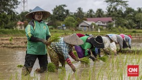 Guru Besar IPB Ramal Elnino Pangkas Produksi 1,5 Juta Ton Padi RI 2023