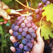 Suka Cepat Busuk, 4 Cara Menyimpan Buah Anggur Ini Bikin Tetap Segar dan Tahan Lama