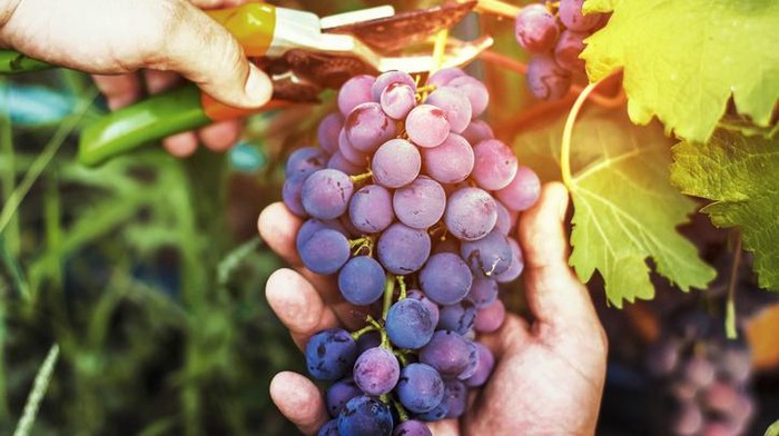 Suka Cepat Busuk, 4 Cara Menyimpan Buah Anggur Ini Bikin Tetap Segar dan Tahan Lama