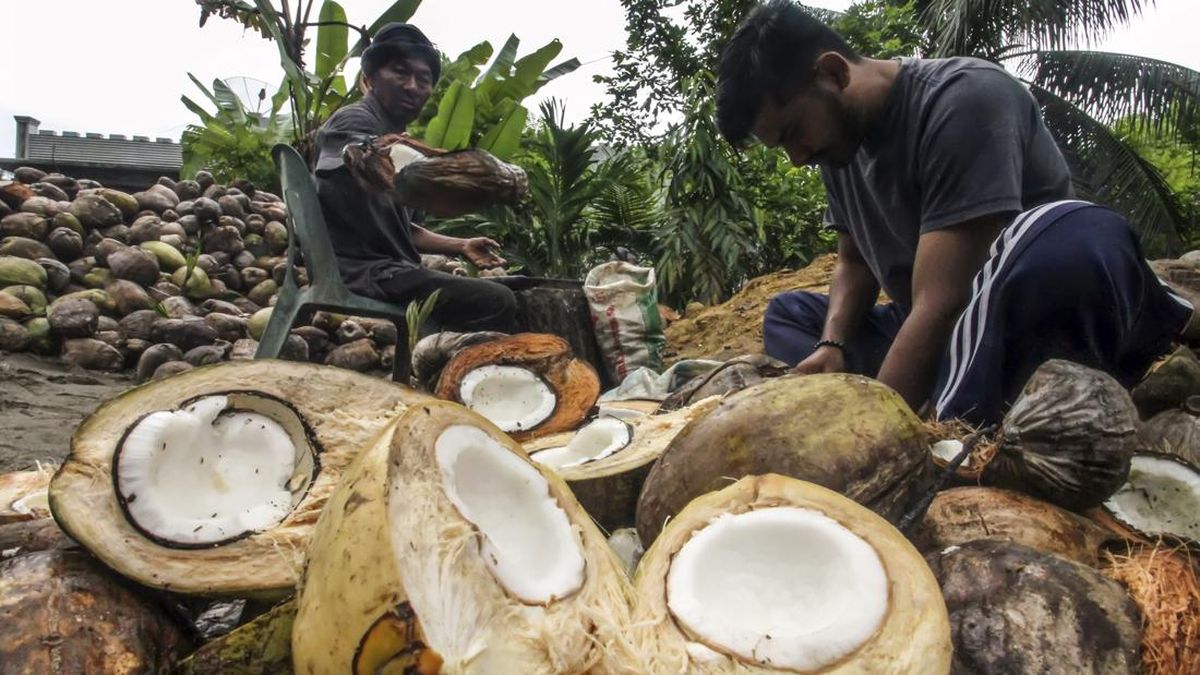 Jarang Diketahui, Ini 7 Khasiat Daging Kelapa untuk Tubuh