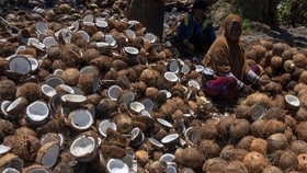 FOTO: Berkah Petani Kopra saat Harga Minyak Goreng Sawit Melambung