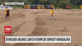 VIDEO: Evakuasi Anjing Liar di Komplek Sirkuit Mandalika