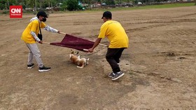 VIDEO: Puluhan Anjing Di Sirkuit Mandalika Dipindah Ke Shelter Satwa