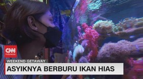 VIDEO: Asyiknya Berburu Ikan Hias