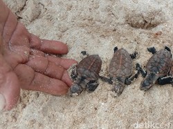 Penyu Terancam Punah, Karimunjawa Lepas Puluhan Ekor Tukik