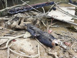 Buaya-Ular Peliharaan Mati Saat Kebakaran 7 Kios di Kendari Tak Berizin