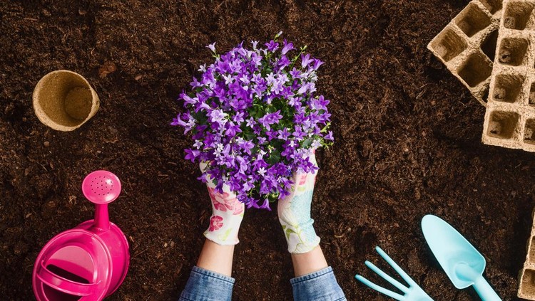pupuk tanaman hias Planting a plant with gardening tools on fertile soil texture background seen from above, top view. Gardening or planting concept. Working in the spring garden.