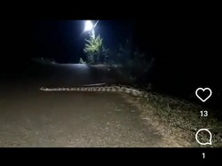 Lokasi Viral Mistis Ular Besar Menyeberang Jalan di Bojonegoro Masih Misteri