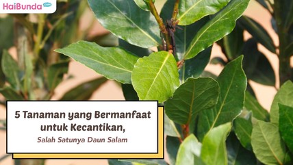 Detik Network