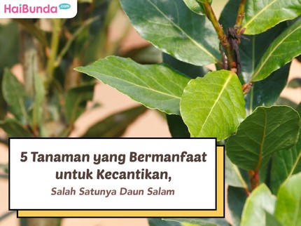 5 Tanaman yang Bermanfaat untuk Kecantikan, Salah Satunya Daun Salam