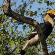 Sudah Diburu Sejak Zaman Dulu, Burung Enggang Fauna Kebanggaan Indonesia Terancam Punah!