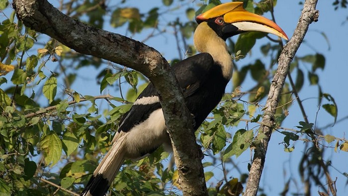 Sudah Diburu Sejak Zaman Dulu, Burung Enggang Fauna Kebanggaan Indonesia Terancam Punah!