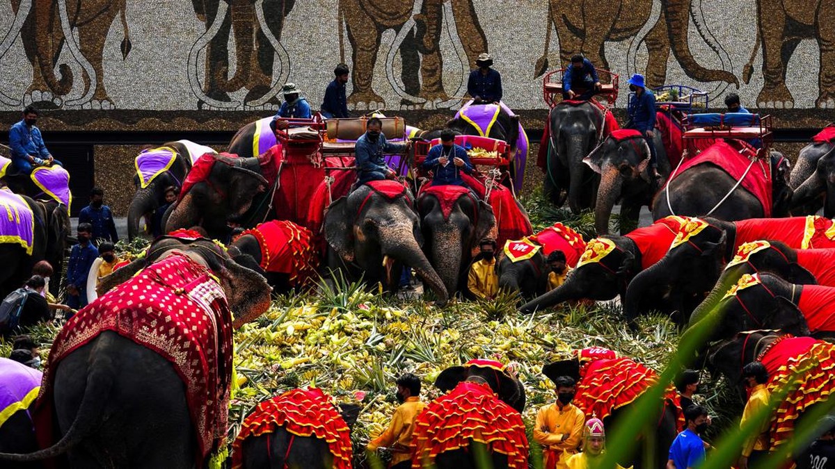 FOTO: Gajah-gajah Thailand Dapat Hadiah Makan Prasmanan