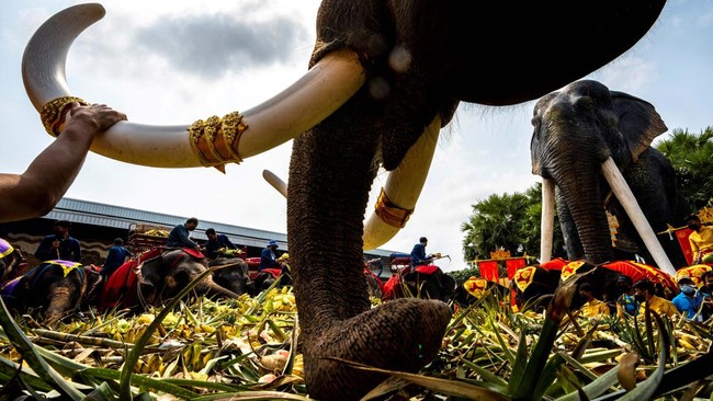 FOTO: Gajah-gajah Thailand Dapat Hadiah Makan Prasmanan