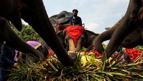 FOTO: Gajah-gajah Thailand Dapat Hadiah Makan Prasmanan