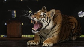 FOTO: Kehidupan Baru Harimau Usai Belasan Tahun Tinggal di Gerbong