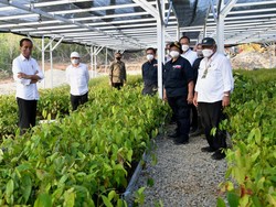 Pembangunan IKN Diawali Rehabilitasi Lahan, Jutaan Bibit Pohon Akan Ditanam