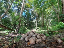 Pulau Kapotar, Surganya Buah Kelapa Enak di Papua