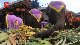 VIDEO: Meriah Gajah Pesta Makanan di Hari Gajah Thailand
