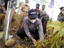 UGM Kembangkan Smart Agricultural Kedelai di Bantul, Ini Hasilnya