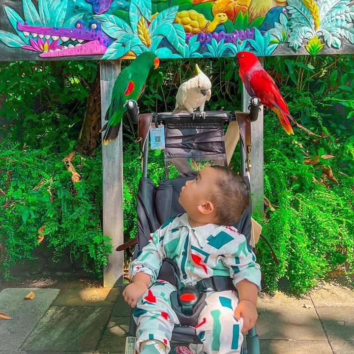<p>Istri Irwansyah ini mengaku bahagia banget saat Ukkasya bisa melihat langsung hewan-hewan yang selama ini hanya dilihatnya di buku. Lihat nih potret Ukkasya saat sedang melihat kagum burung kakatua. (Foto: Instagram @zaskiasungkar15)</p>