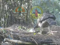TN Gunung Halimun Salak Kembali Kedatangan Elang Jawa Sang Penerus Takhta
