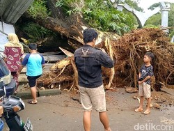 Detik-detik Pohon Raksasa Tumbang Timpa Warung Pekalongan Terekam Kamera