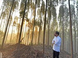 Jawaban Bos Ciputra ke Jokowi soal Garap Lahan IKN: 300 Hektare