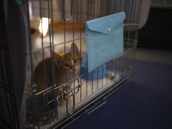 Video: Ditelantarkan Pemilik, Bolehkah Rescue Hewan Tanpa Izin?