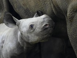 Badak Hitam yang Terancam Punah Lahir di Ceko, Dinamai Kyiv