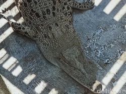 Hiii! Buaya Lepas Berkeliaran di Sawah Ceper Klaten