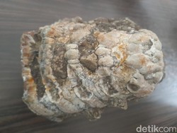 Cerita di Balik Temuan Ratusan Fosil Hewan Purba di Sumedang