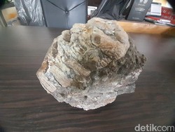 Ada Fosil Gajah Purba Raksasa di Sumedang: Usianya Sekitar 2 Juta Tahun