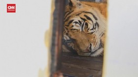VIDEO: Penyelamatan 4 Harimau Bengal Setelah 15 Tahun Terlantar