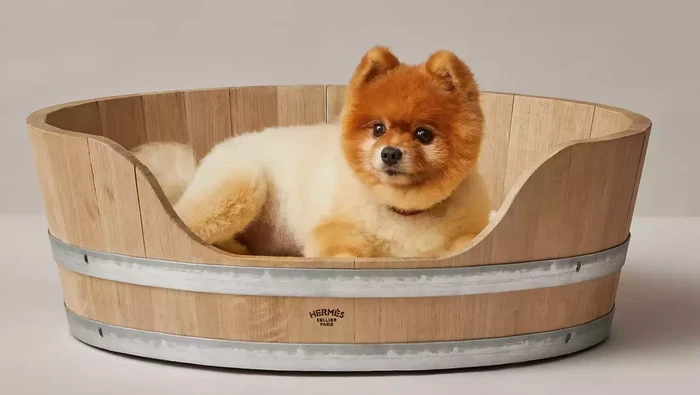 Dari Baju Prada hingga Mangkuk Hermes, Ini Produk untuk Hewan Peliharaan Berharga Fantastis! Bisa Sampai Puluhan Juta