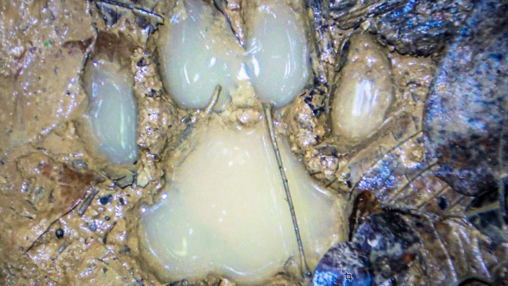 Geger Temuan Jejak Diduga Tapak Harimau Jawa di Gunungkidul