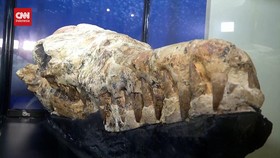 VIDEO: Fosil Berusia 36 Juta Tahun Ditemukan di Peru