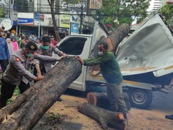 2 Mobil Tertimpa Pohon Tumbang, Jalan Mojopahit Sidoarjo Ditutup